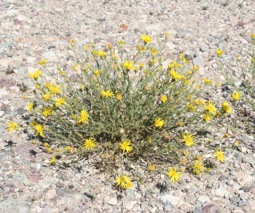  Xanthisma spinulosum v.gooddingii