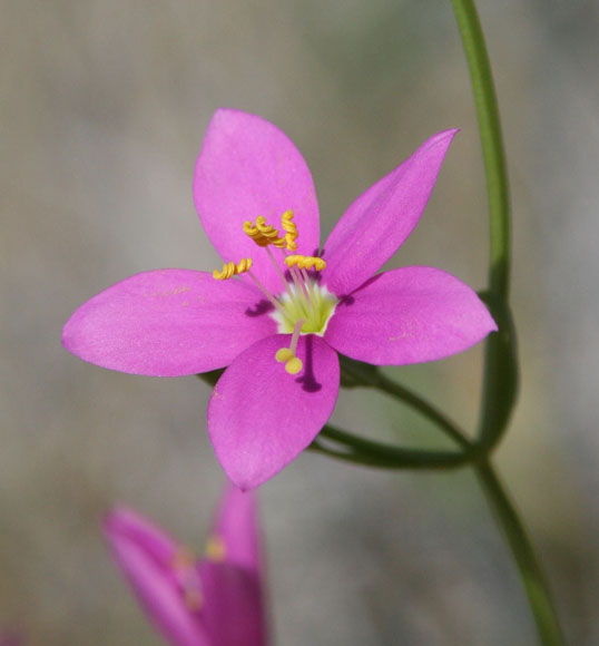  Zeltnera arizonica