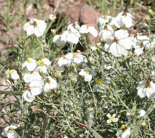  Zinnia acerosa