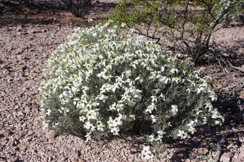  Zinnia acerosa