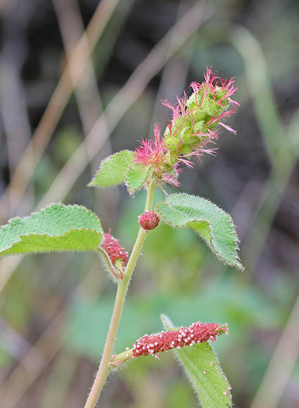  Acalypha californica 