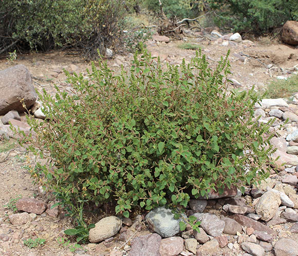  Acalypha californica 