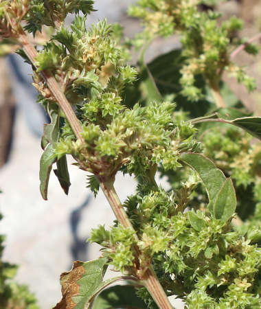  Amaranthus albus