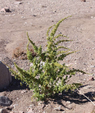  Amaranthus albus