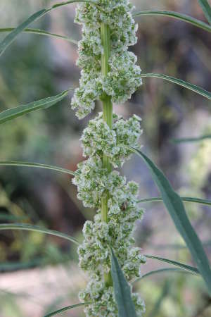  Amaranthus fimbriatus