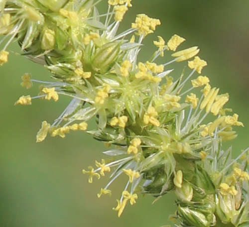  Amaranthus palmeri