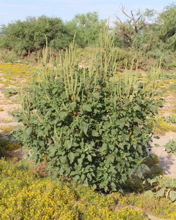  Amaranthus palmeri