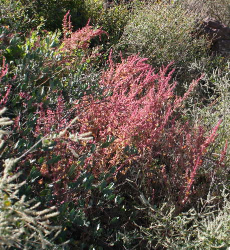  Amaranthus x tucsonensis