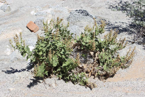  Ambrosia ilicifolia