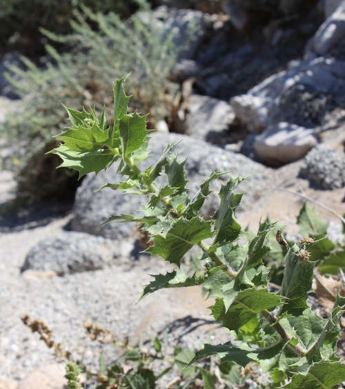  Ambrosia ilicifolia