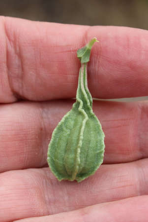  Aristolochia watsonii