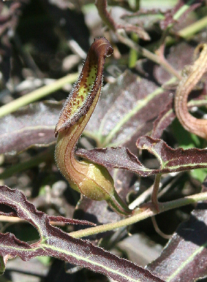  Aristolochia watsonii