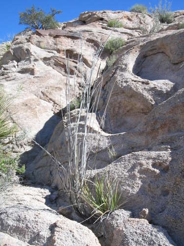  Asclepias albicans