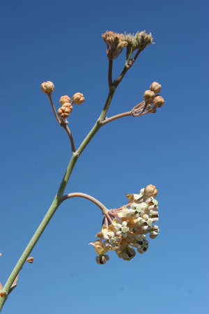  Asclepias albicans