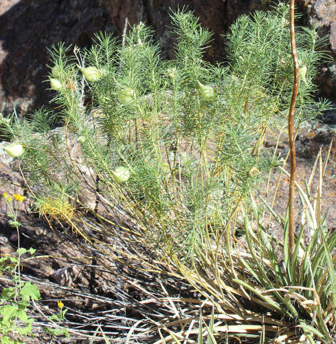  Asclepias linaria