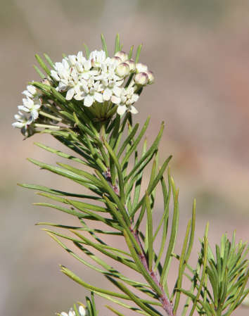  Asclepias linaria