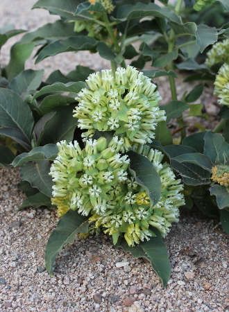  Asclepias nyctaginifolia