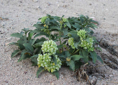  Asclepias nyctaginifolia