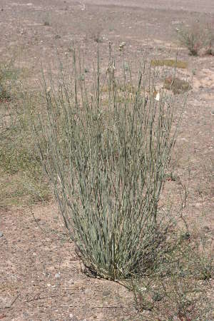  Asclepias subulata