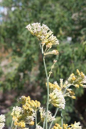  Asclepias subulata