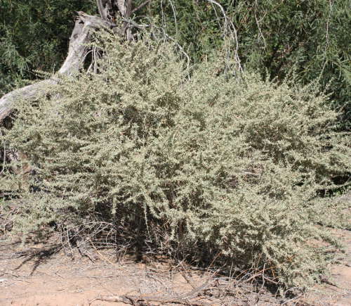  Atriplex canescens