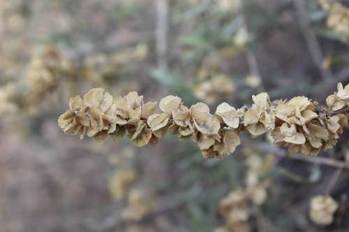  Atriplex canescens