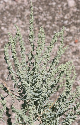  Atriplex linearis