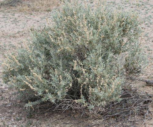  Atriplex linearis