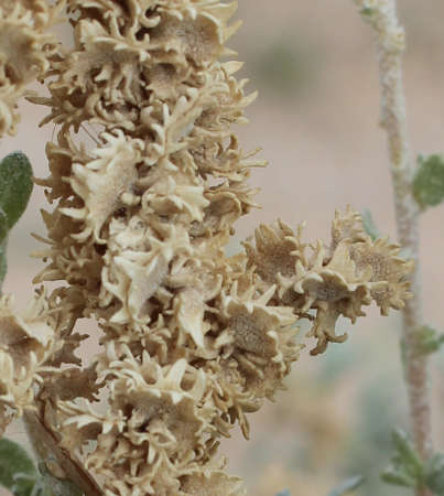  Atriplex polycarpa