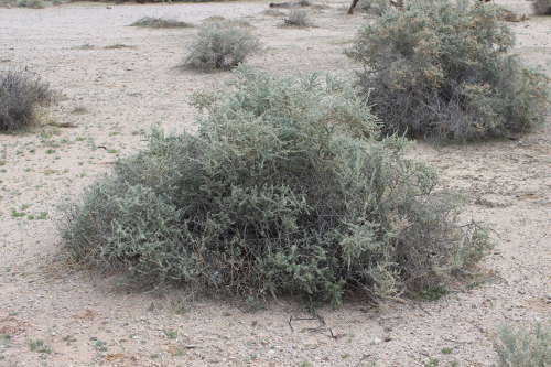  Atriplex polycarpa