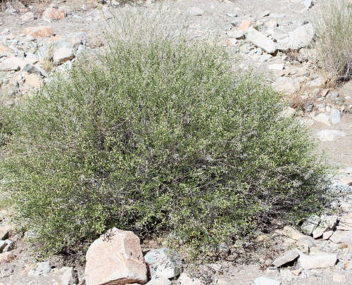  Baccharis brachyphylla