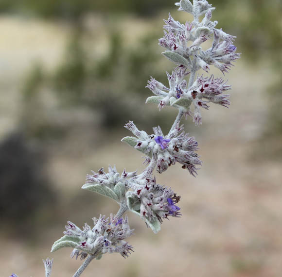  Condea albida (Kunth) Harley & J.F.B.Pastore