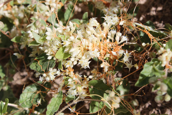  Cuscuta umbellata v. umbellata