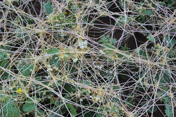  Cuscuta umbellata v. umbellata