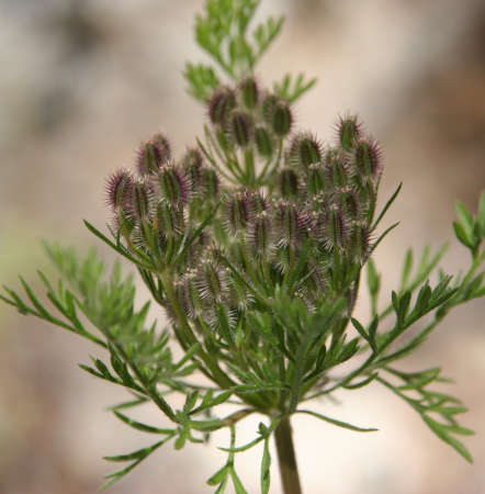  Daucus pusillus