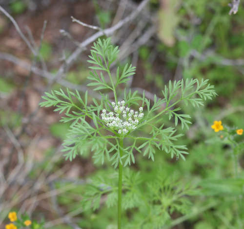  Daucus pusillus