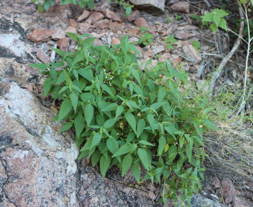  Dicliptera resupinata