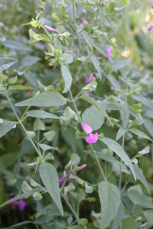  Dicliptera resupinata