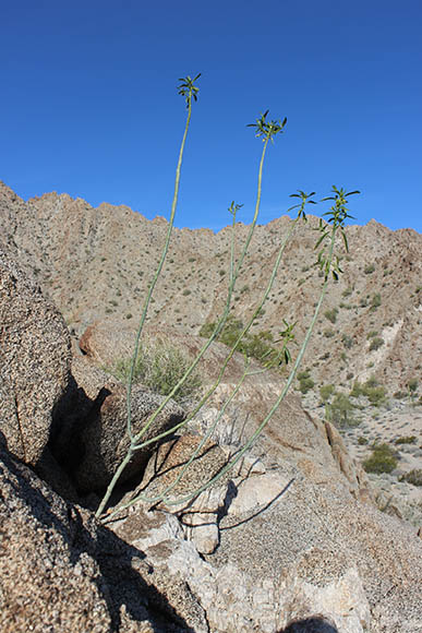  Argythamnia brandegeei Millspaugh var. intonsa (I.M.Johnston) J.W.Ingram