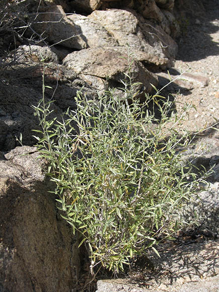  Argythamnia lanceolata (Bentham) Muller Argoviensis