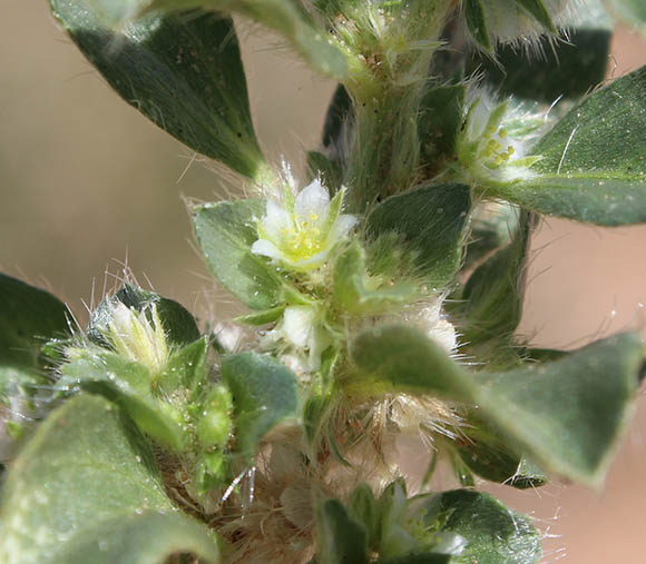  Argythamnia serrata (Torrey) Muller Argoviensis