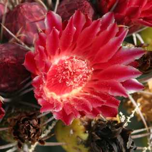  Ferocactus emoryi