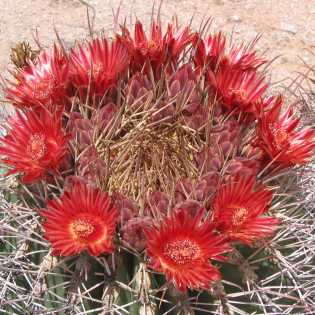  Ferocactus emoryi