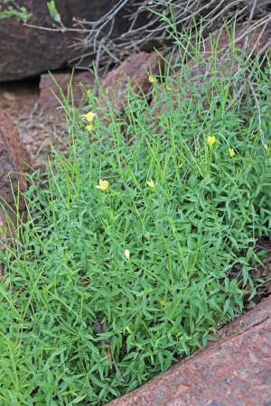  Haplophyton cimicidum