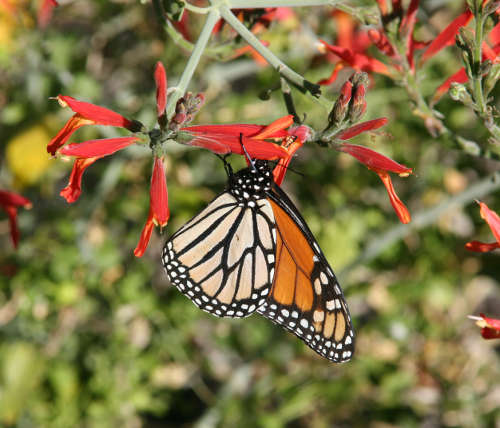  Justicia californica