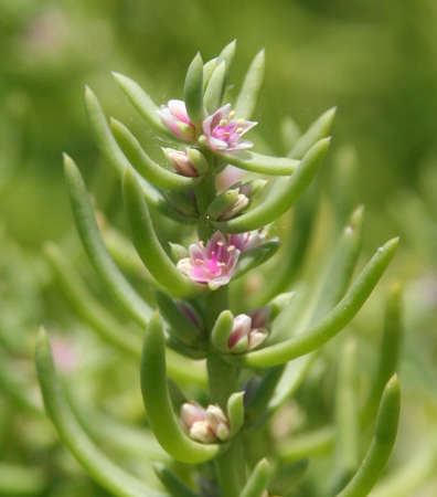  Nitrophylla occidentalis