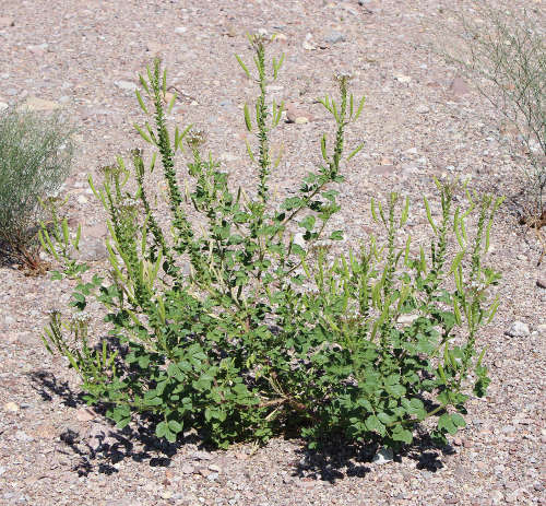  Polanisia dodecandra ssp. Trachysperma