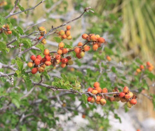  Rhus aromatica v. trilobata