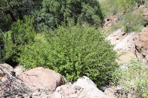  Rhus aromatica v. trilobata