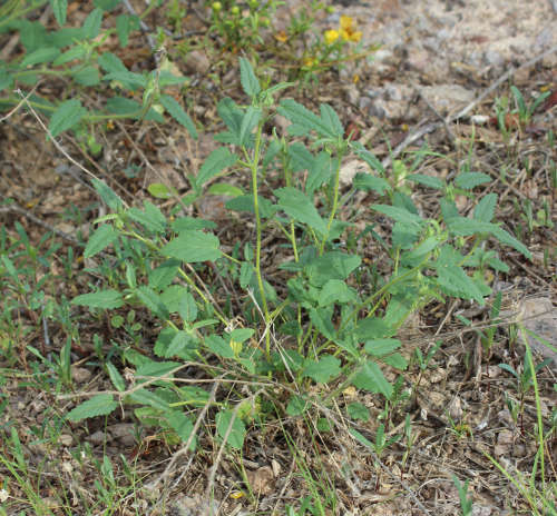  Sida abutifolia